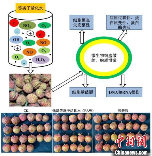 广东以科技力量多措并举力争延长荔枝保鲜期