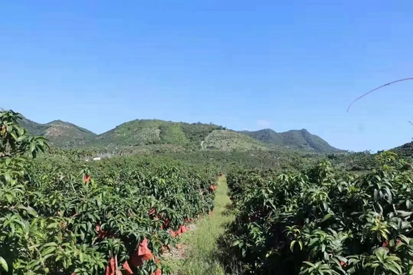 崖州区三公里村果地。崖州区供图