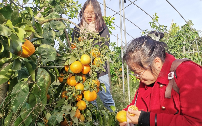 湖北咸宁汀泗桥镇古塘村舒家庄橙子熟了。