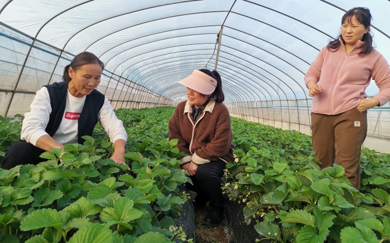 湖北咸宁汀泗桥镇古塘村舒家庄的草莓大棚。