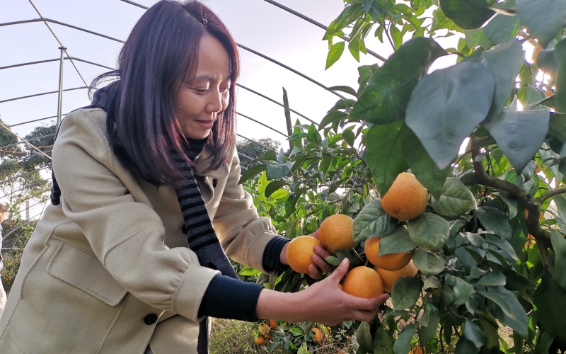 湖北咸宁汀泗桥镇古塘村舒家庄橙子熟了。