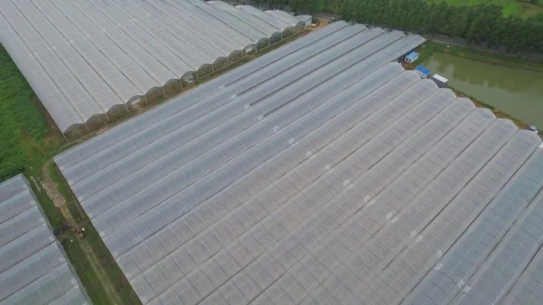 肥东县荣建杭椒蔬菜专业合作社的连栋温控大棚。（图源：合肥生活频道）