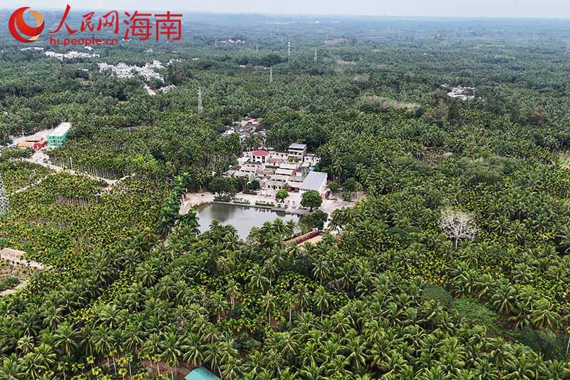 航拍文昌市重兴镇加昌村。人民网记者 牛良玉摄