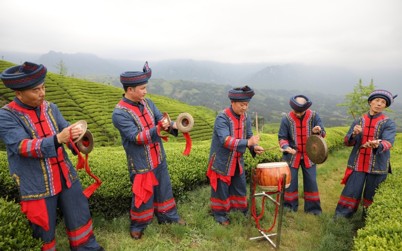 鹤峰县走马镇的围鼓队在该镇木耳山万亩生态茶园基地展示围鼓才艺。