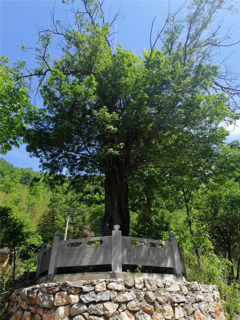 郧西县安家乡八道河村的千年植物大熊猫—红豆杉  郧文轩摄