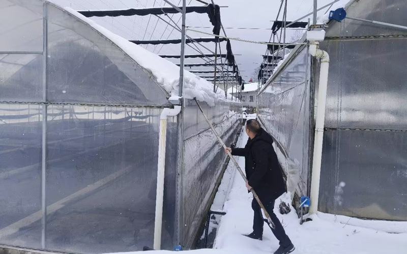 给烟棚除雪