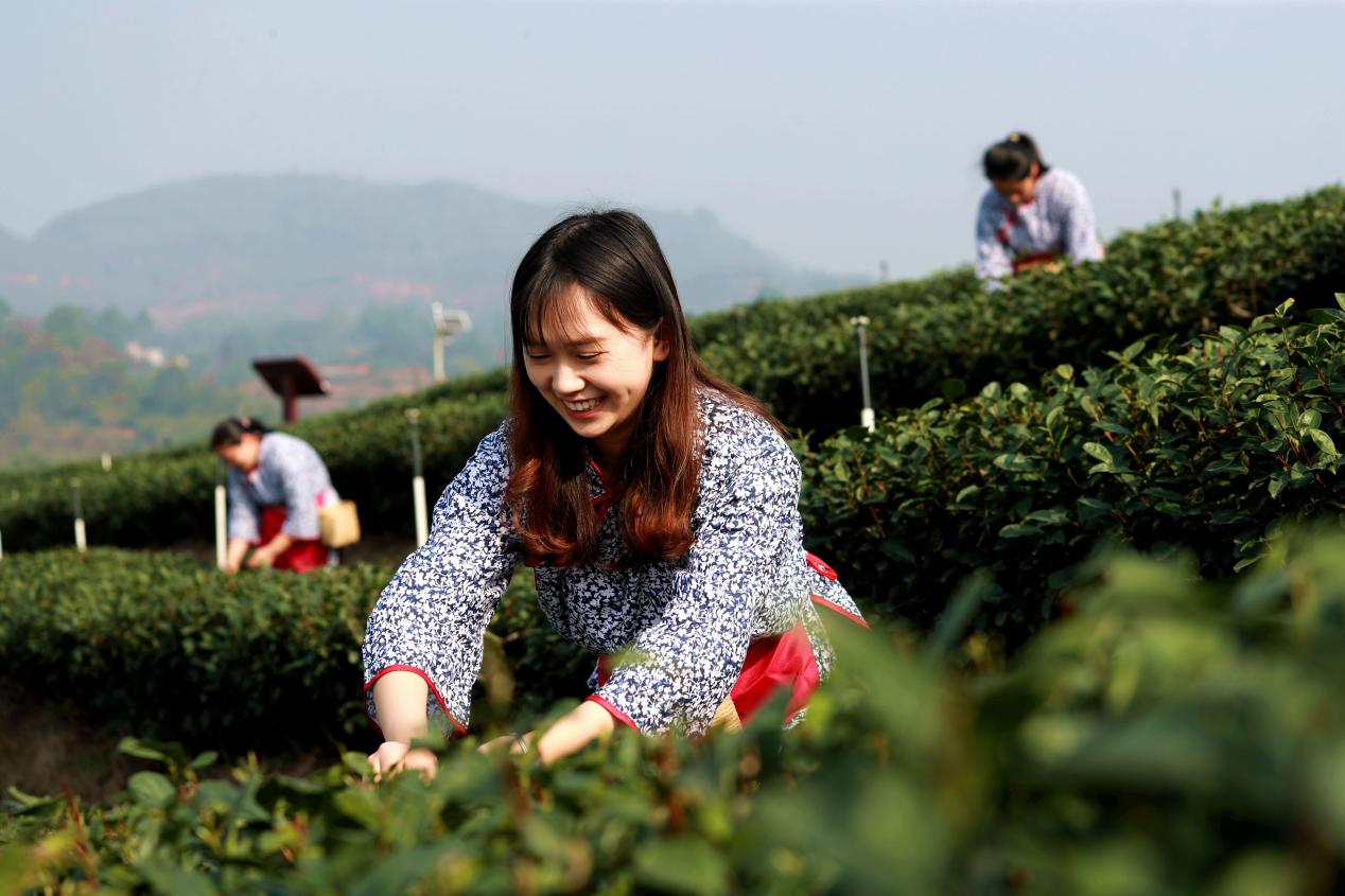 图为茶农在采摘新茶。受访者供图
