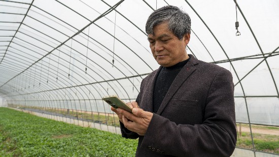 阮腾云正在手机上查看大棚内的各项参数
