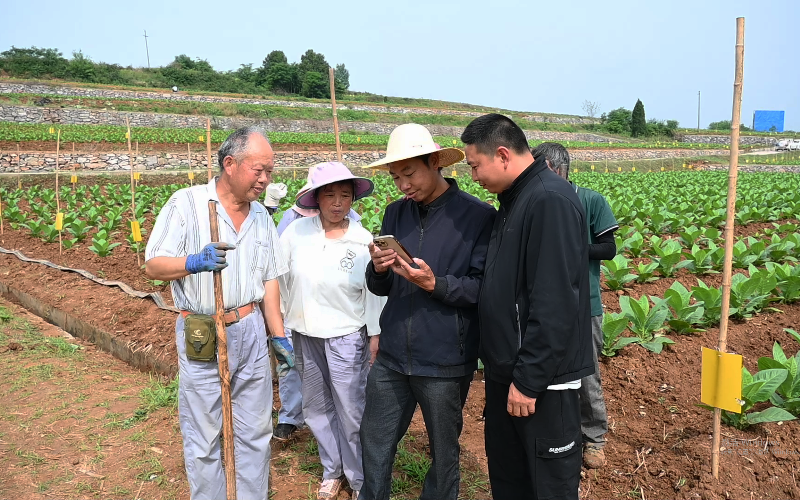 烟农在田间地头学习“掌中宝”。席曙光摄