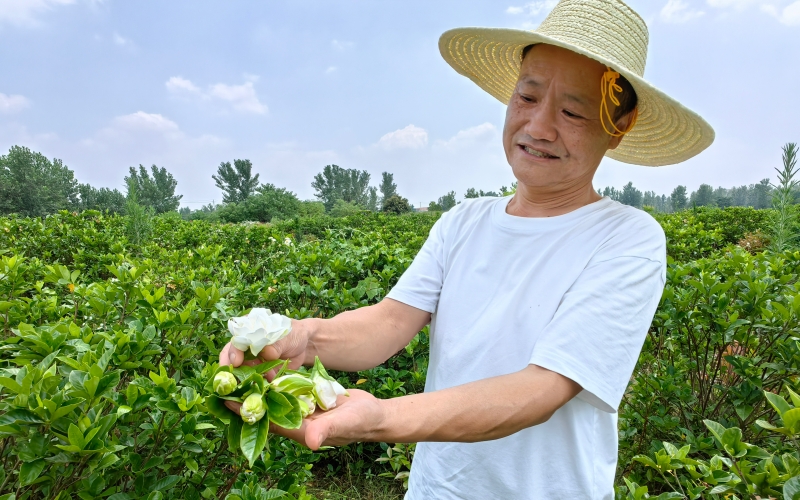 驻村队员徐光明和苗圃基地的栀子花。