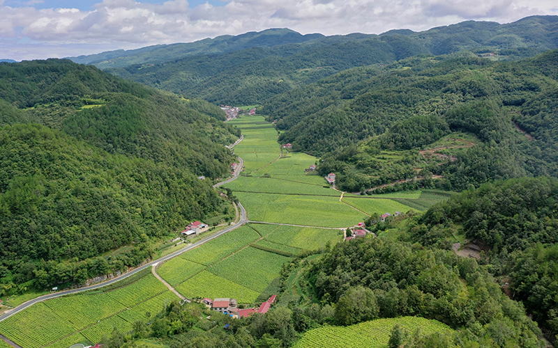 湖北襄阳保康生态烟田