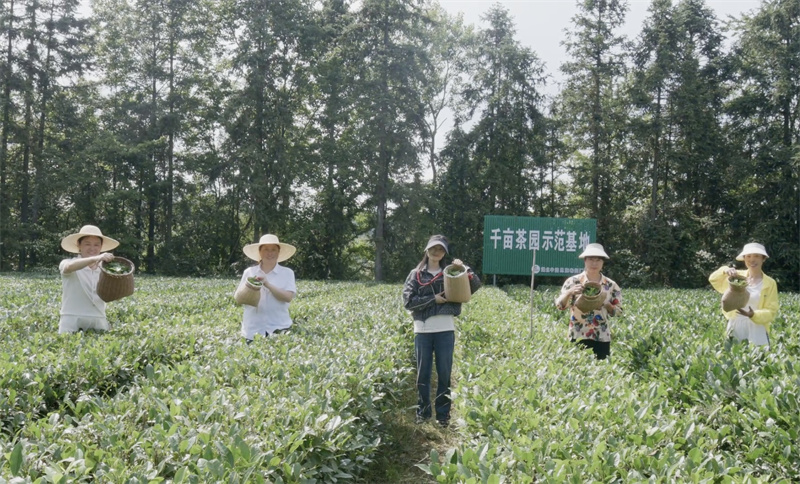 恩施卷烟厂乡村振兴帮扶点宣恩县龙潭河村茶产业助力村民增收。