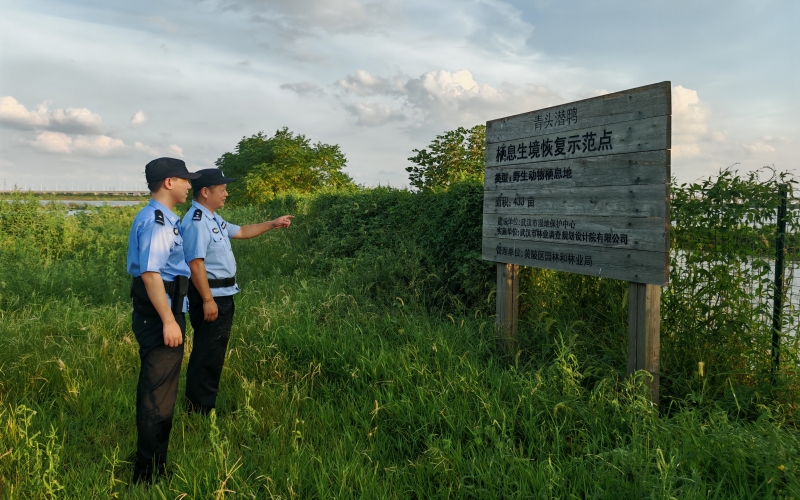 黄陂分局定期巡逻重点湖泊保护人工巢台.