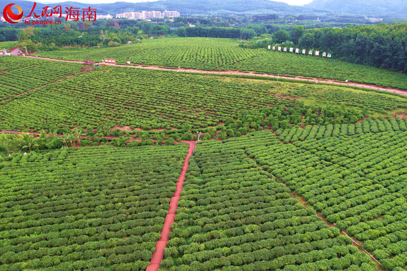 白沙茶园小镇。 人民网记者 孟凡盛摄_副本