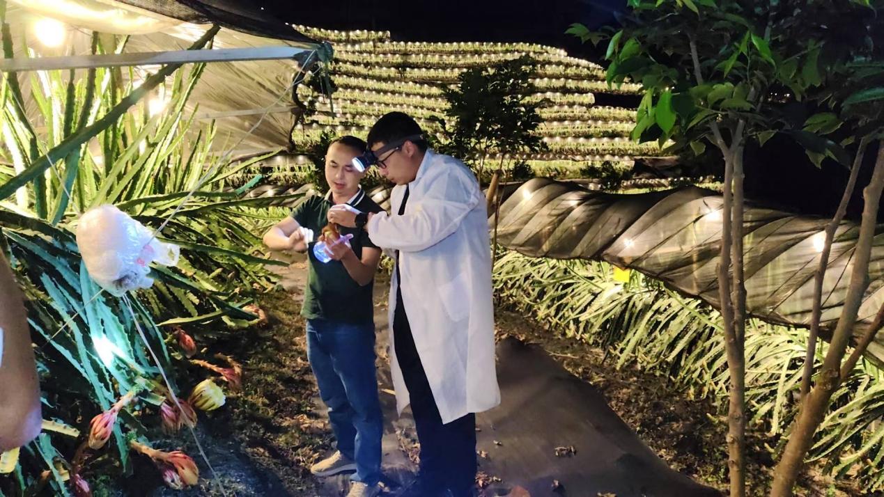 专家在基地察看燕窝果生长情况。王舒婷供图