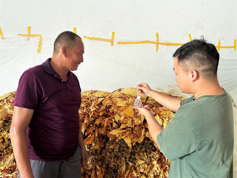 烟技员向烟农介绍麦蛾茧蜂生物防治技术。王佳丽摄